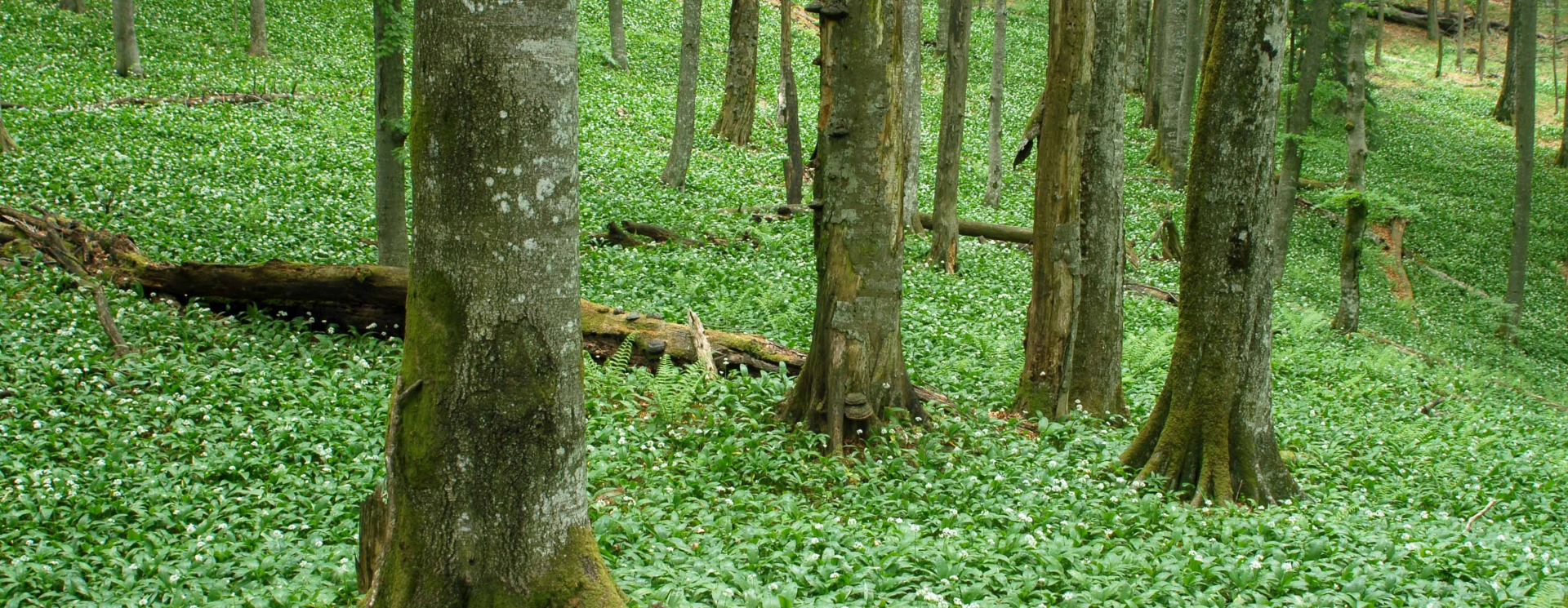 Hiking in Slovenië door het oerbos van Krokar