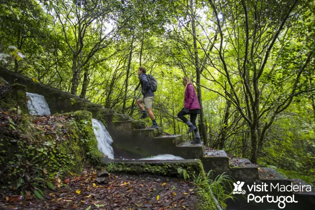 section madeira schoonheid ligt in haar natuur 1