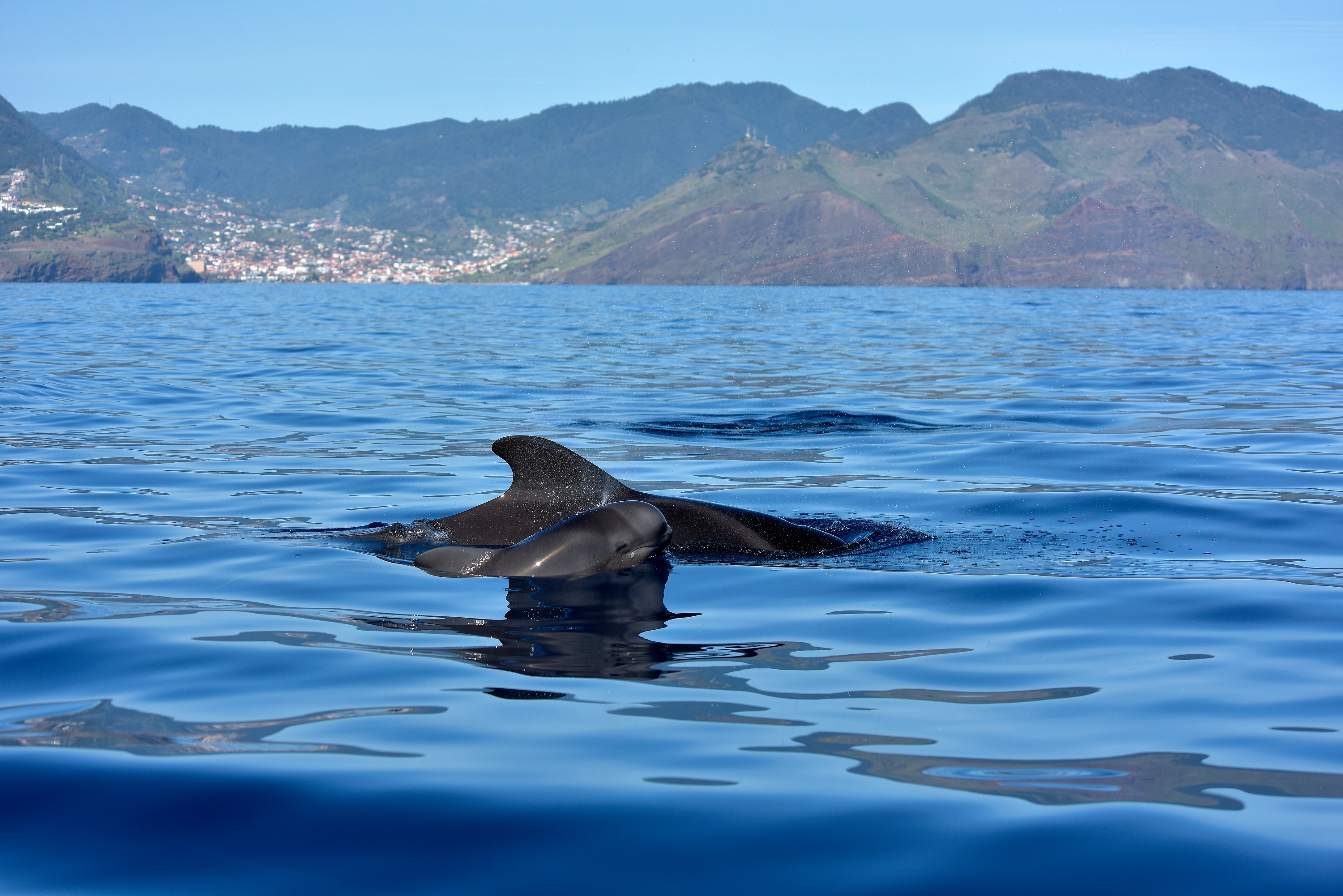 walvissen madeira