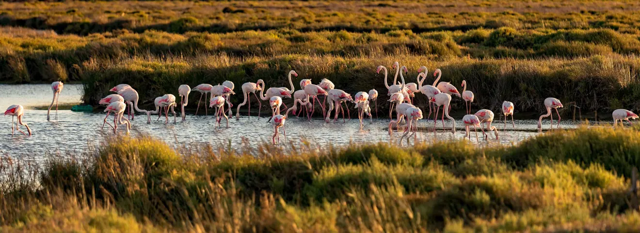 camargue 3868218