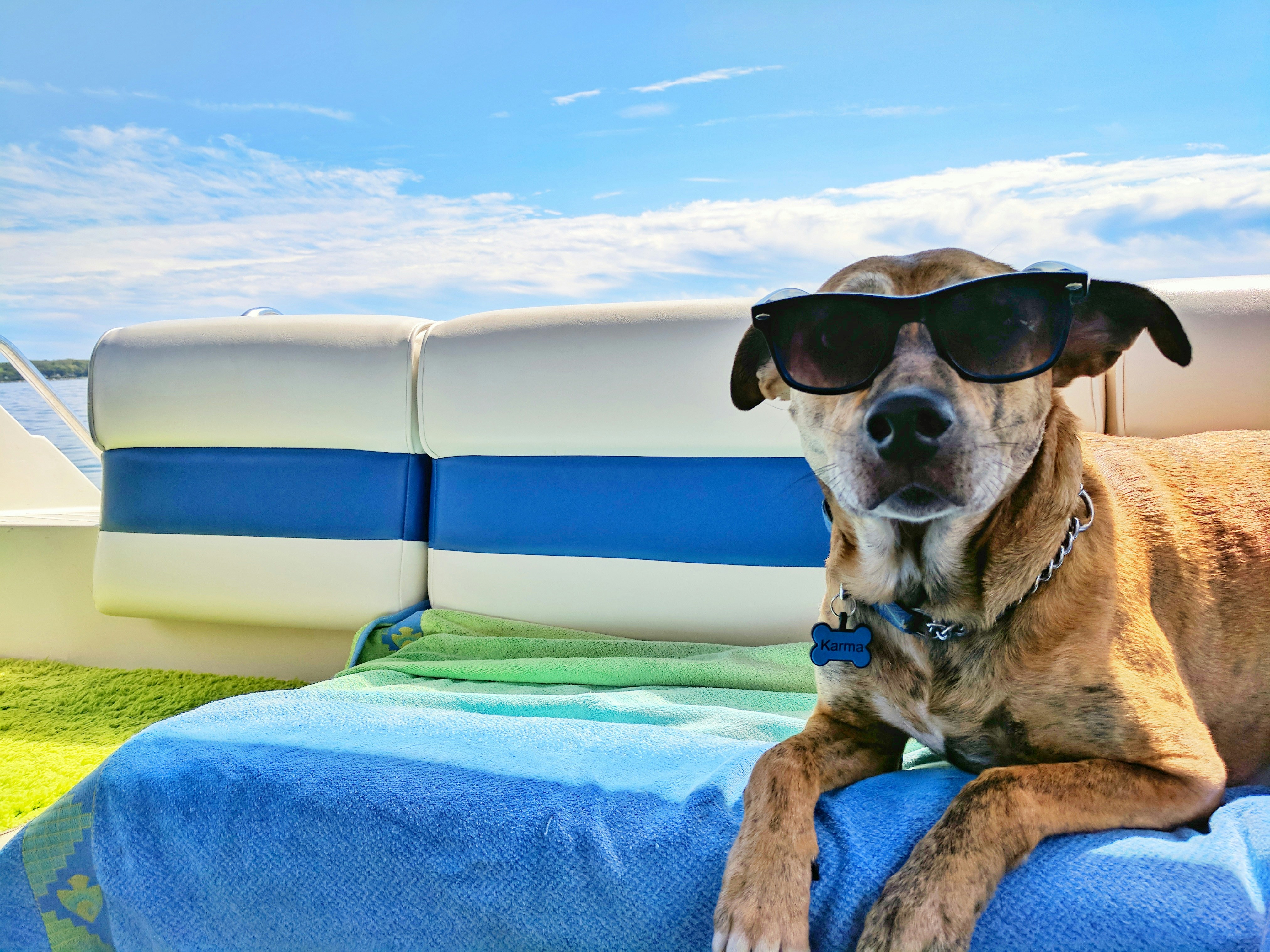 Vakantie met je hond: tips voor een zorgeloze reis