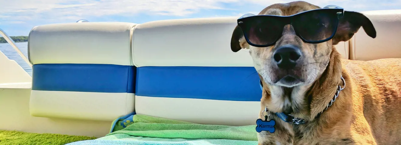 dog on the beach