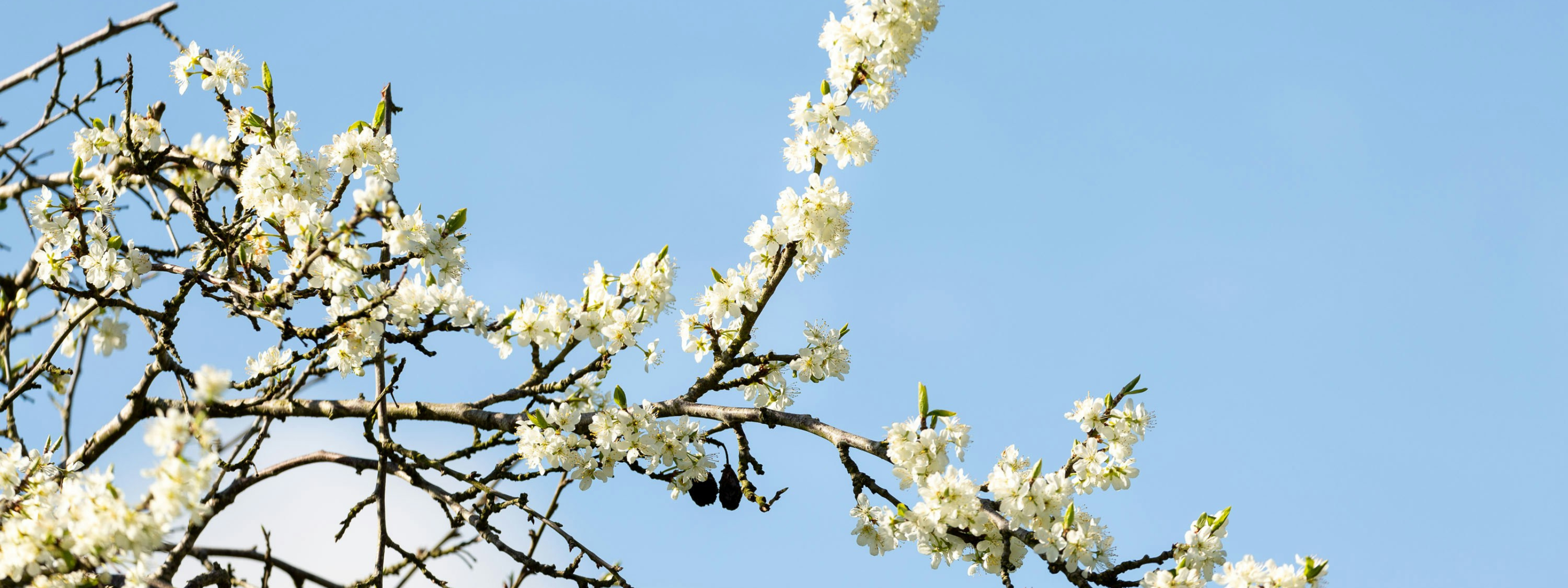 Meivakantie 2026 met Caractère