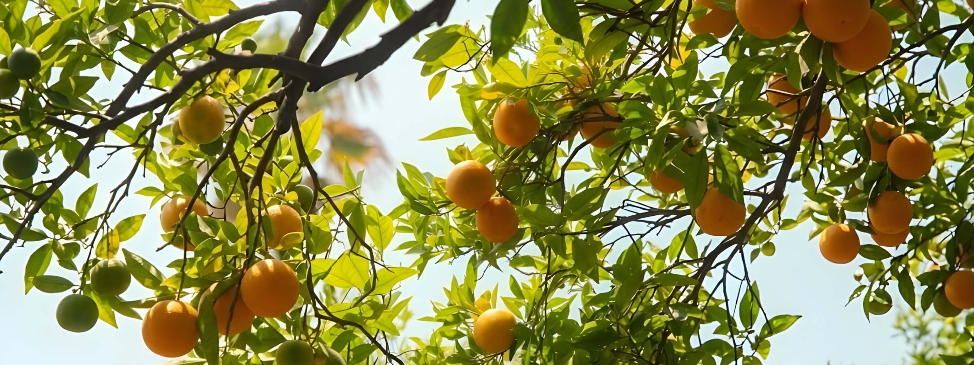 Voorjaarsvakantie 2026 met Caractère