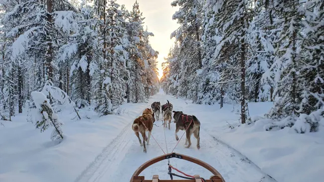 lapland hondenslee