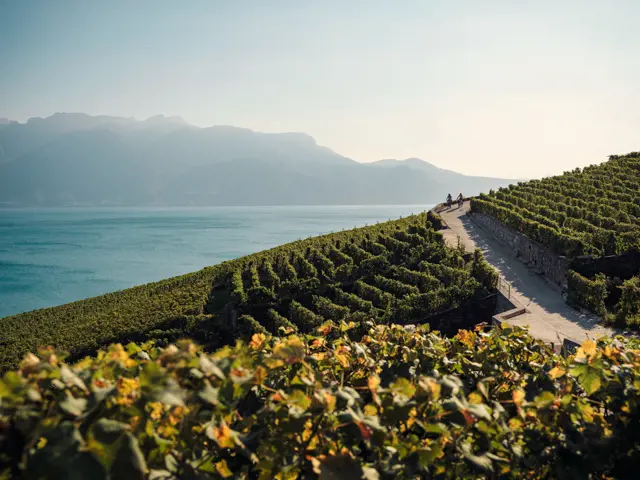 st lavaux touring biker 52929